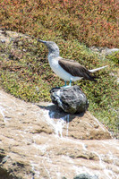 Isla Tortuga