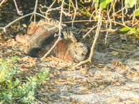 Marine Iguana