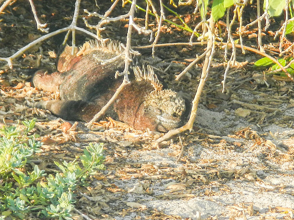 Marine Iguana