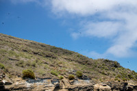 Isla Tortuga