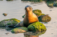 Galapagos Sea Lion
