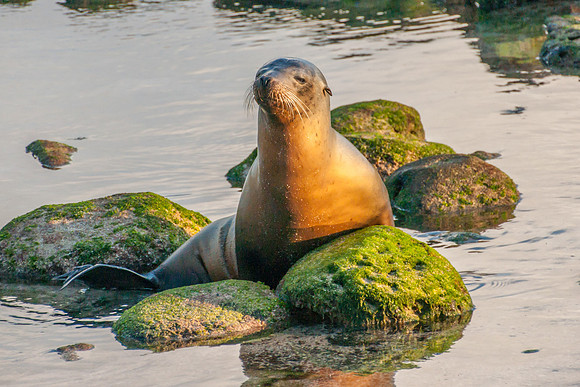 Galapagos Sea Lion
