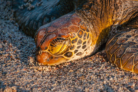 Sea turtle