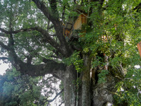 Treehouse we stopped at during our bike ride.