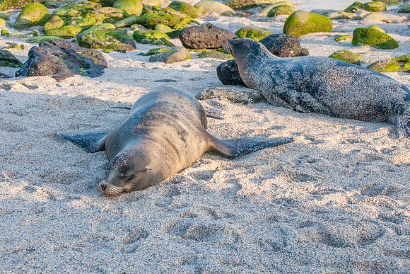 Galapagos Sea Lion