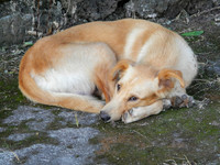 Roadside animals