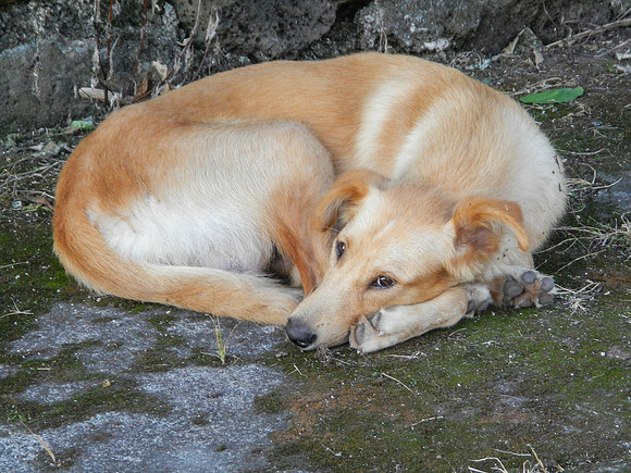 Roadside animals