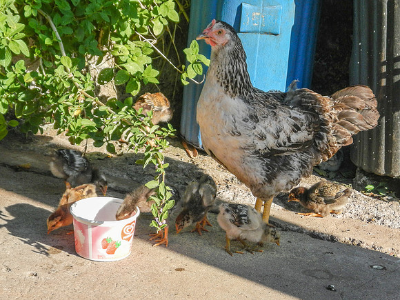 Roadside animals