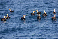 Albatross