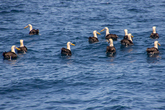 Albatross