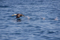 Albatross
