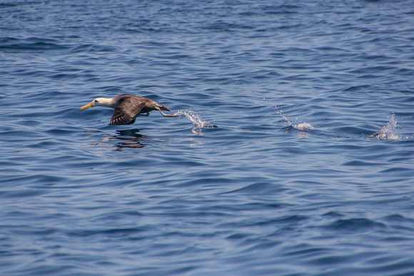 Albatross