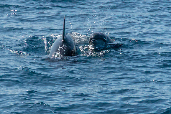 Bottlenose Dolphins