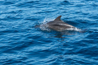 Bottlenose Dolphins