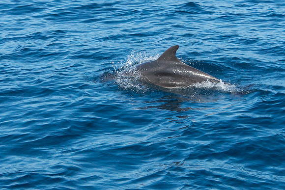 Bottlenose Dolphins