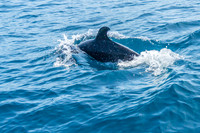 Bottlenose Dolphins