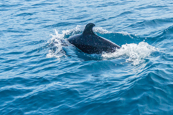Bottlenose Dolphins