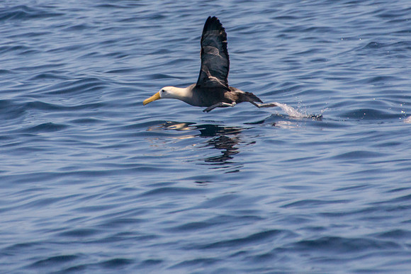 Albatross