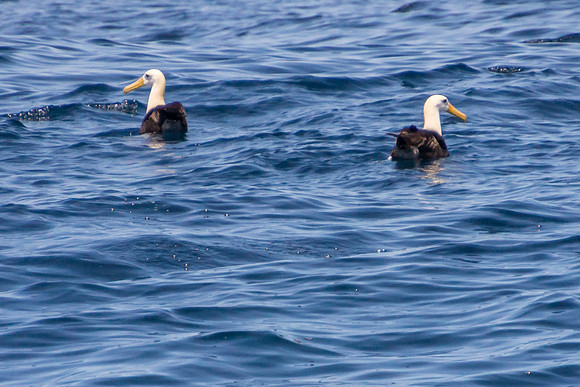 Albatross