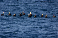 Albatross