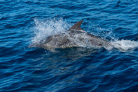 Bottlenose Dolphins