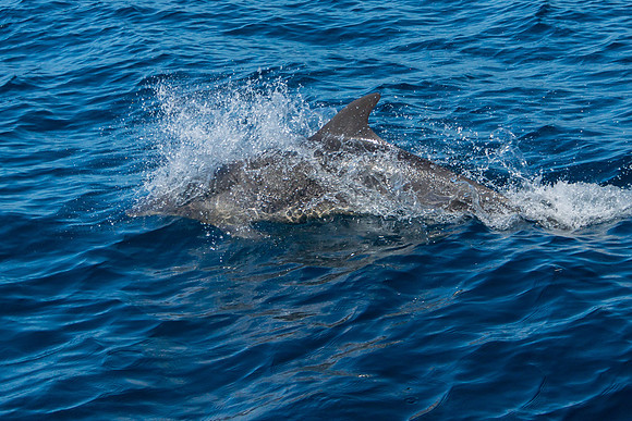 Bottlenose Dolphins