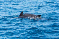 Bottlenose Dolphins