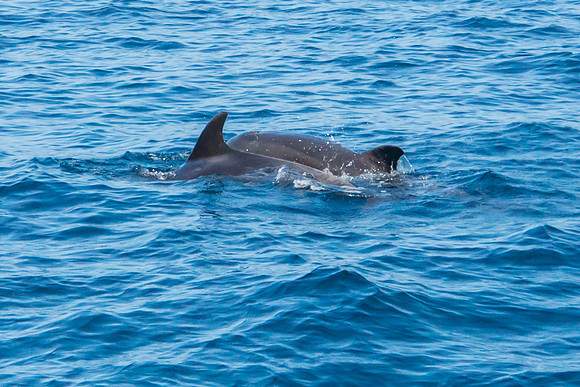 Bottlenose Dolphins