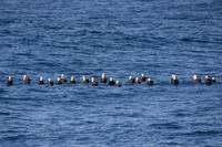 Albatross