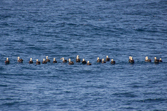 Albatross