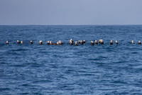 Albatross