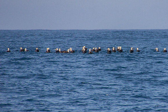 Albatross