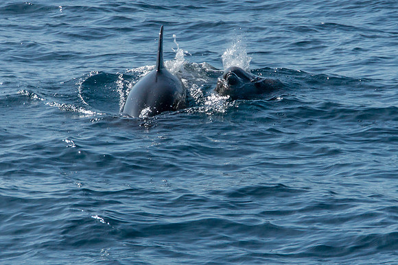 Bottlenose Dolphins