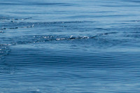 Flying Fish