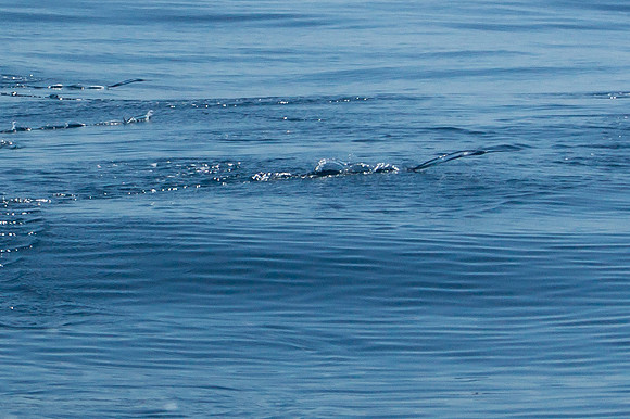 Flying Fish