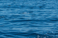 Flying Fish