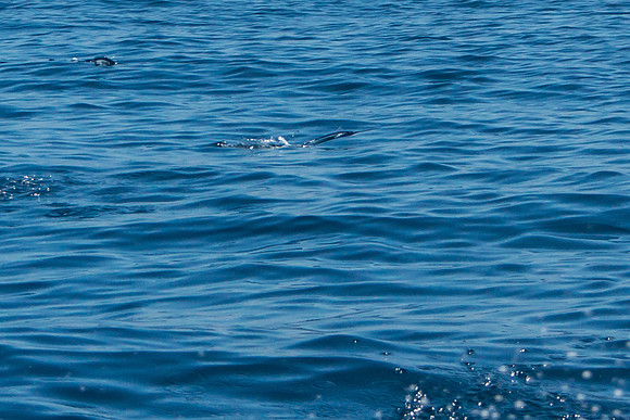 Flying Fish