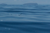 Flying Fish