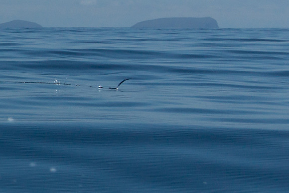 Flying Fish