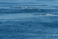 Flying Fish