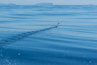 Flying Fish