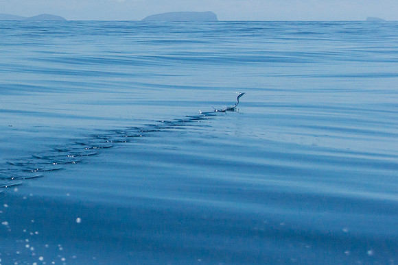 Flying Fish