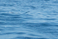 Flying Fish