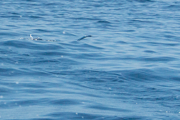 Flying Fish