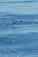 Flying Fish