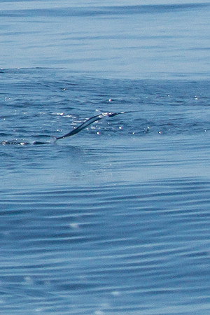 Flying Fish
