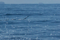 Flying Fish