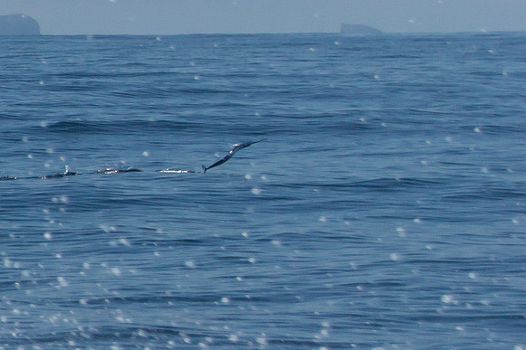 Flying Fish