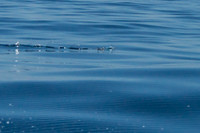 Flying Fish