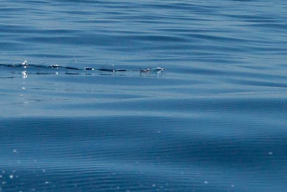 Flying Fish